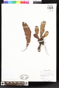 Elaphoglossum vieillardii image