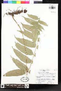 Polybotrya serratifolia image