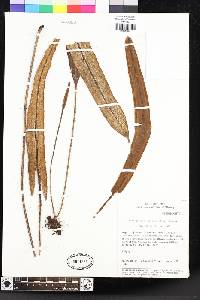 Elaphoglossum leprosum image