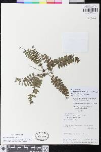 Danaea trichomanoides image