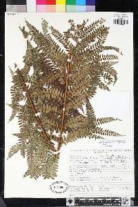 Polystichum ordinatum image