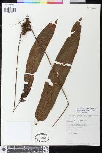 Elaphoglossum amplum image