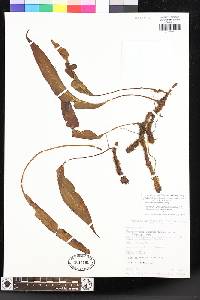 Elaphoglossum melancholicum image