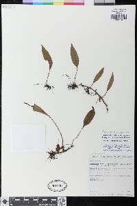 Elaphoglossum lloense image