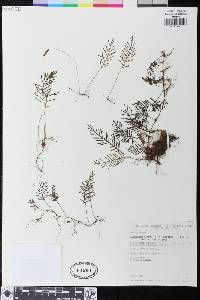 Elaphoglossum moorei image