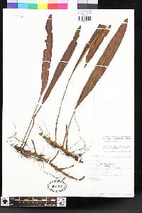 Elaphoglossum laxepaleaceum image