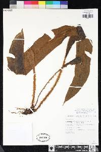Elaphoglossum pulchrum image