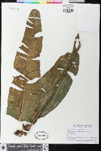 Elaphoglossum bakeri image