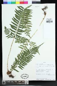 Polystichum tripteron image