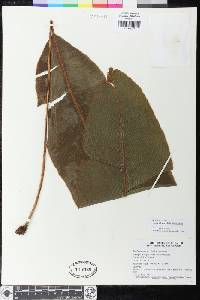 Elaphoglossum heliconiifolium image