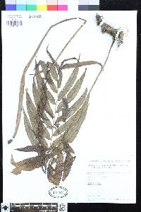 Meniscium angustifolium image