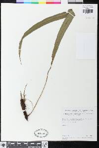 Elaphoglossum yungense image