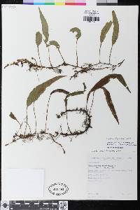 Elaphoglossum lloense image