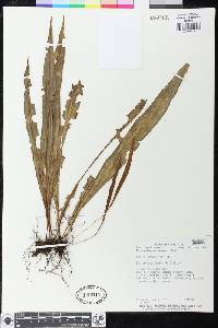 Elaphoglossum grayumii image