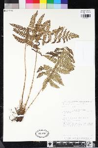 Polystichum fournieri image