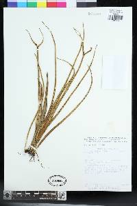 Campyloneurum angustifolium image