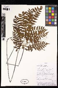 Adiantum latifolium image