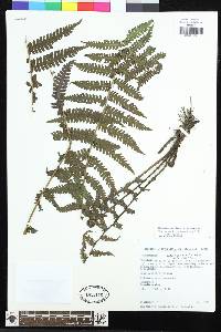 Amauropelta yungensis image