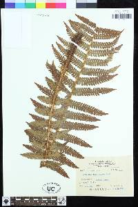 Dryopteris crassirhizoma image