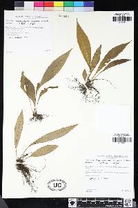 Elaphoglossum latifolium image