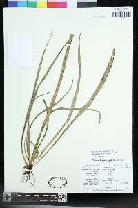 Campyloneurum ensifolium image