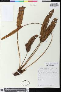 Elaphoglossum glabrescens image