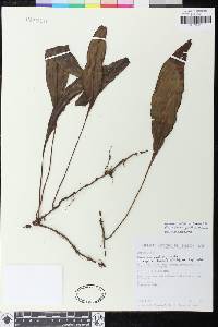 Elaphoglossum guentheri image