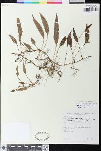 Elaphoglossum lloense image