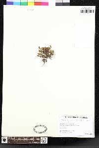 Elaphoglossum piloselloides image