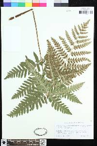 Dryopteris celsa image