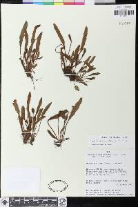 Elaphoglossum horridulum image