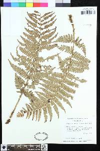 Dryopteris pseudofilix-mas image