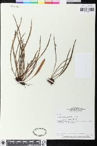 Elaphoglossum glabellum image