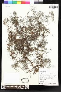 Elaphoglossum peltatum image