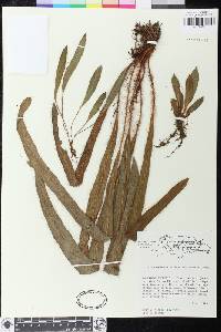 Elaphoglossum siliquoides image
