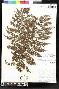 Megalastrum acrosorum image
