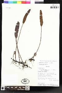 Elaphoglossum yatesii image