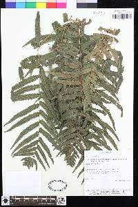 Polypodium riograndense image