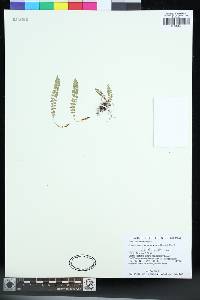 Polystichum lachenense image