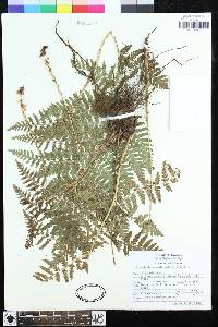 Dryopteris maxonii image