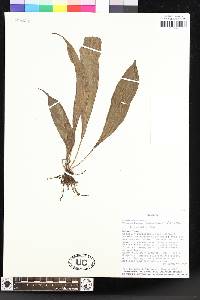 Elaphoglossum laminarioides image