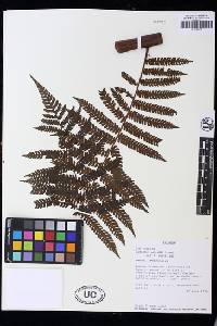 Cyathea delgadii image