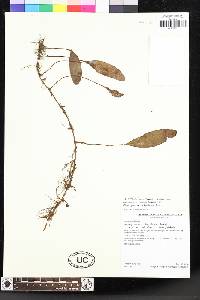 Elaphoglossum melancholicum image