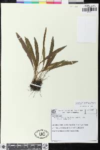 Elaphoglossum burchellii image