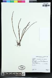 Campyloneurum angustipaleatum image