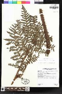 Megalastrum andicola image