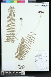 Polypodiodes manmeiensis image