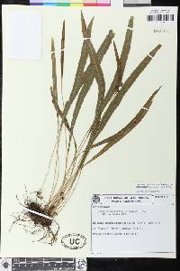 Elaphoglossum burchellii image