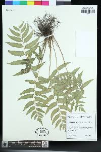 Polystichum hookerianum image