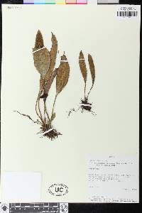 Elaphoglossum notatum image